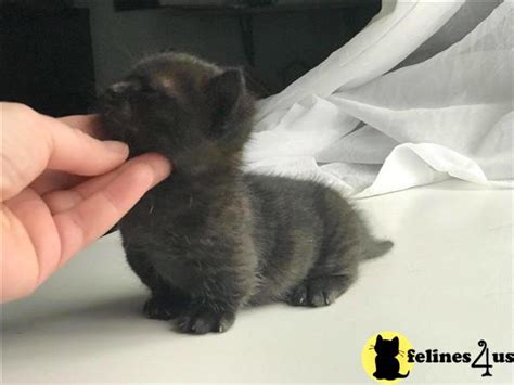 black munchkin kitten for sale